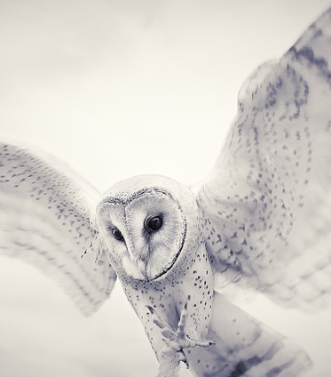 Darío Alejandro Olivar